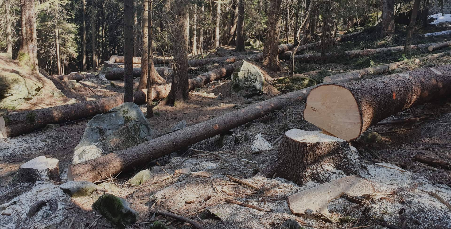 Chi Siamo | Profor SA Chi Siamo | Profor SA